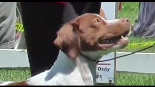 Brittany Spaniel Dog Show Specialty