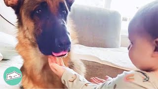 Goofy German Shepherd Thinks He’s Baby and Keeps Playing With Toddler | Cuddle Buddies