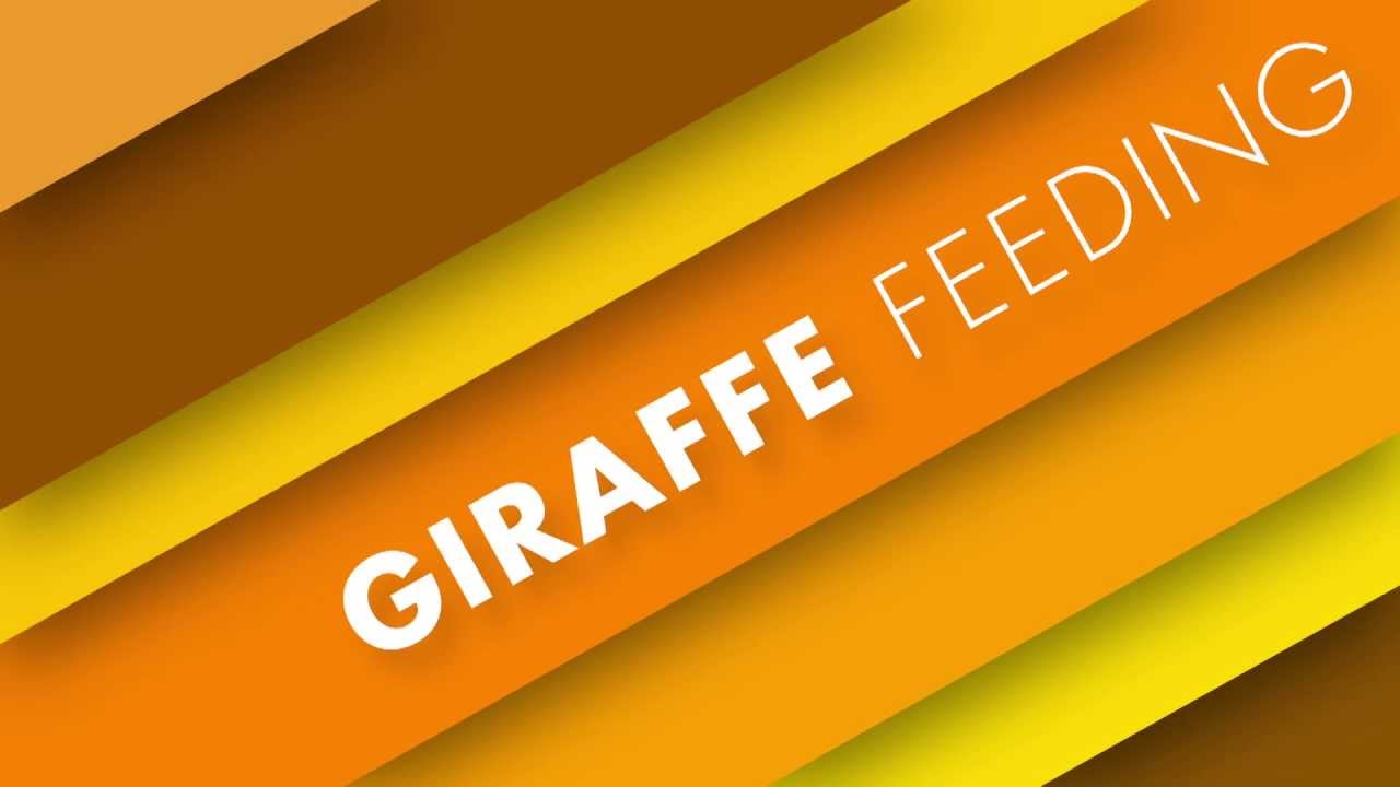 Feed the Giraffes at the Houston Zoo