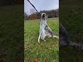 Autumn morning walk for 2 English Setters #englishsetter #redharasetters #puppy #dog