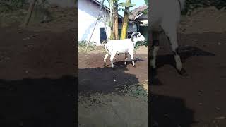 M0E D0Ma. Udud Bak0 Di Baturan Cik0Pi Pait