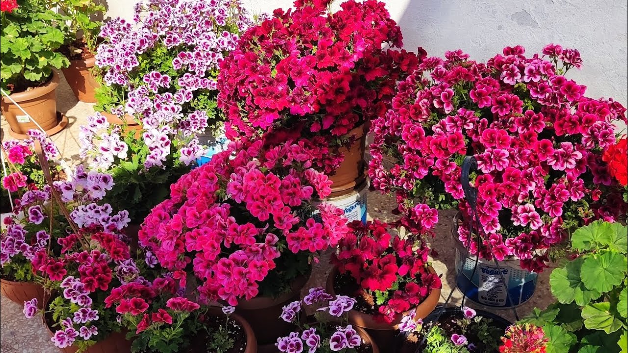 📢Ceylan Gözü (Canan)Sardunya İlkbahardan Kışa Kadar Nasıl Bakılır Güpre✅İlaçlama✅Konumu ✅Sulaması💯