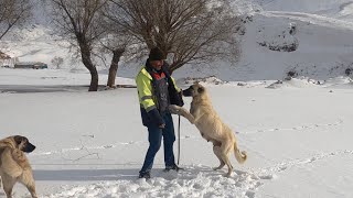 SULTAN GİDECEK Mİ KALACAK MI? SULTAN HAKKINDA NE DÜŞÜNÜYORUZ