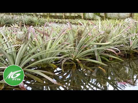 Video Gò Quao khắc phục thiên tai do mưa, bão gây ra | THKG - youtube