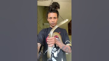 SAAP GUSSA GHR ME 3rd FLOOR!! #shorts #snake #rescue #wildlife