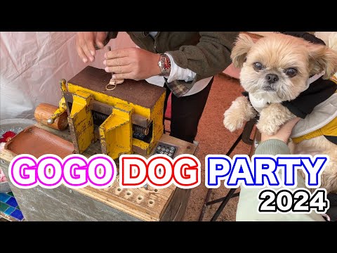 犬イベント GOGO DOG PARTY2024に行ってきました チワワ×シーズー