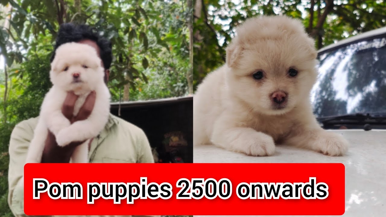 Pom puppies available | Price 2500 onwards | cont 7904731861 ...