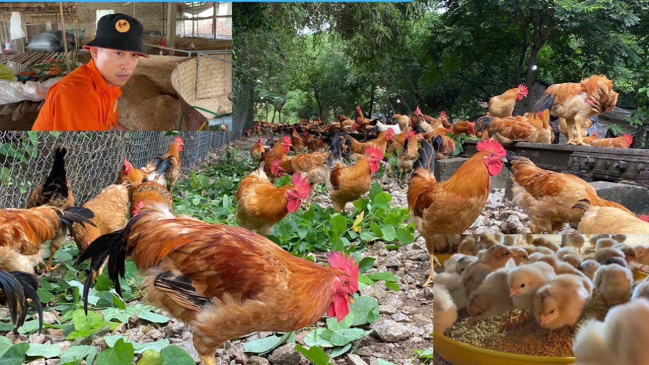 #32 How to raise free range chickens and my method. - YouTube