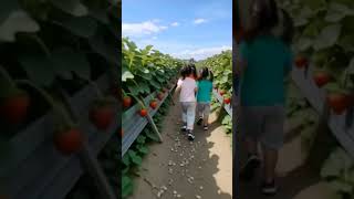 Download Lagu jangan kesana dek😱#stroberry #shorts MP3