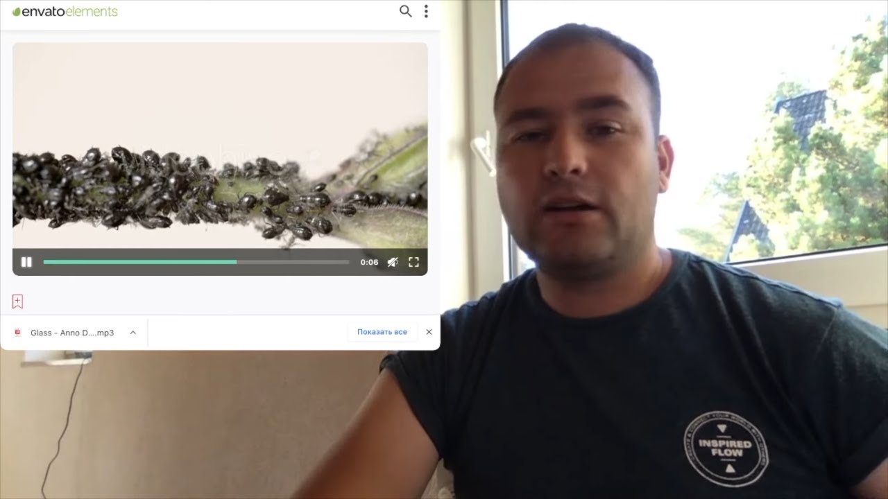 Черная тля или бахчевая тля. Как убрать тлю. - YouTube