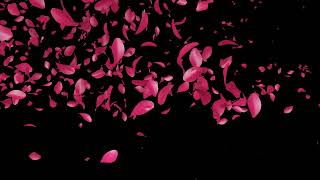 Edius 7 | Edius 8 | Edius 9 | Video Background 0330