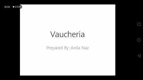 Vaucheria