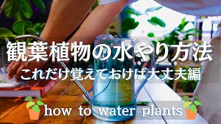 【観葉植物】水やりの方法/便利グッズ