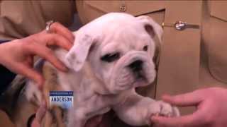 Meet Chesty XIV, the New Marine Corps Mascot by Anderson 79,330 views 11 years ago 2 minutes, 45 seconds