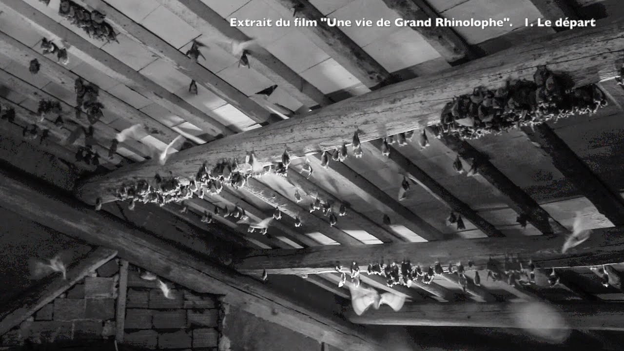 Extrait du film "Une vie de Grand Rhinolophe". Le départ de la colonie, musique de René Aubry.