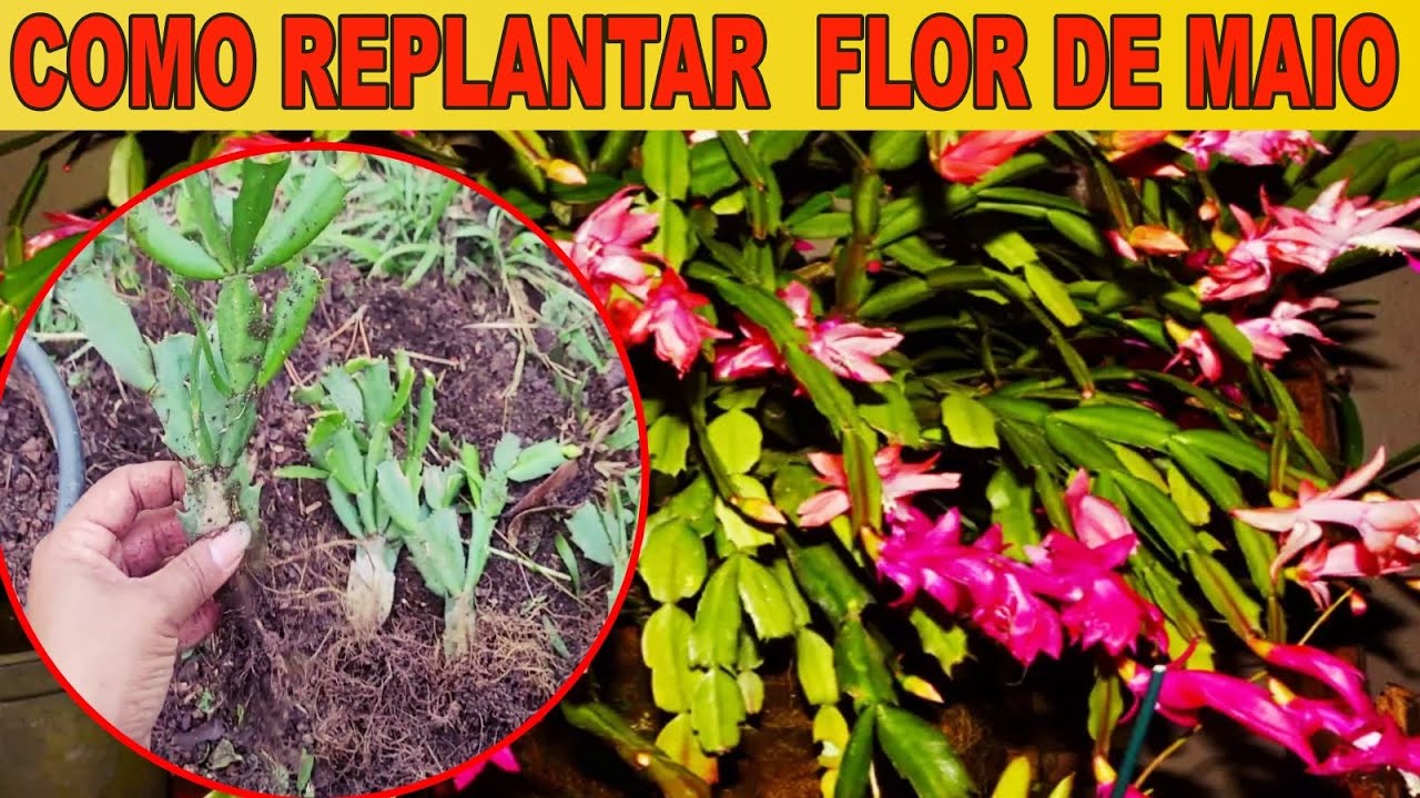 ✅ SUBSTRATO SIMPLES PARA FLOR DE MAIO TER VIDA LONGA E NÃO DESPENCAR!!  😘💚🌱
