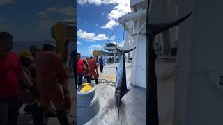 Big catch blue marlins #trending #youtube #viral #shorts