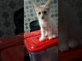 Cute kitten 🐾 #cute #cat #catvideos #kitten