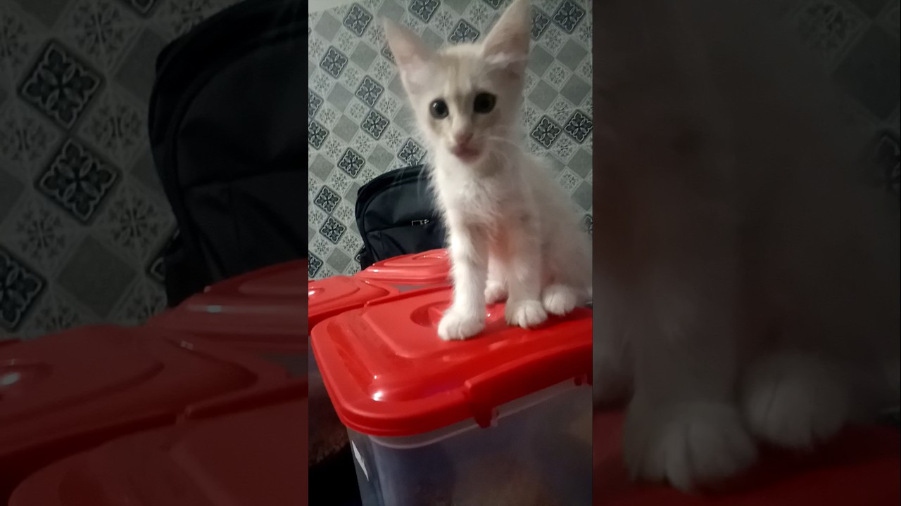 Cute kitten 🐾 #cute #cat #catvideos #kitten