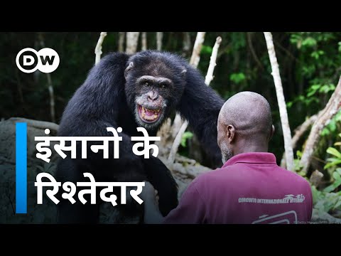 वीडियो: क्या चिंपैंजी और इंसान एक ही जाति के हैं?