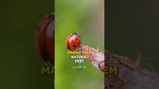 Incredible Facts About Ladybugs🐞 #facts  #viral #trending