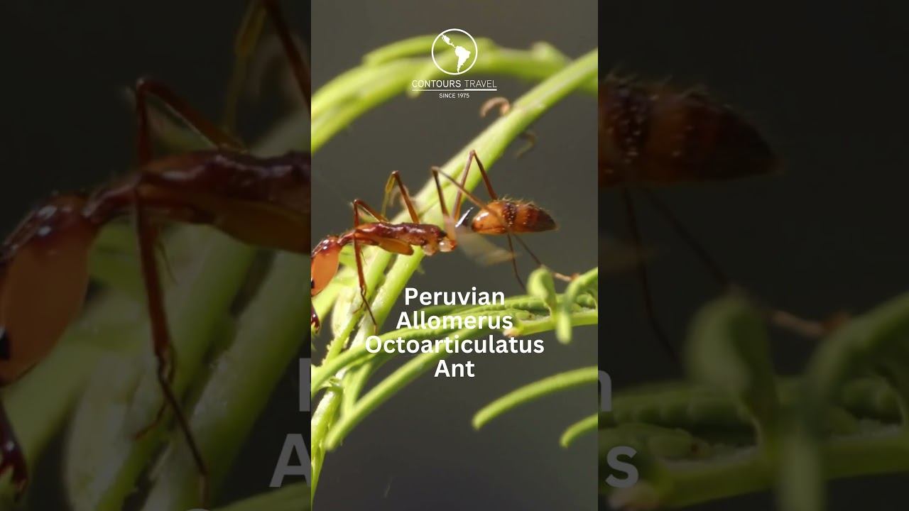 Ants that hunt, nest and gather in the Amazon - Allomerus octoarticulatus - Peru