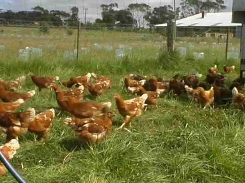 Organic Farming - Free Range Eggs, How to - YouTube
