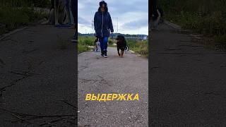 кинолог в израиле #אילוףכלבים #собака