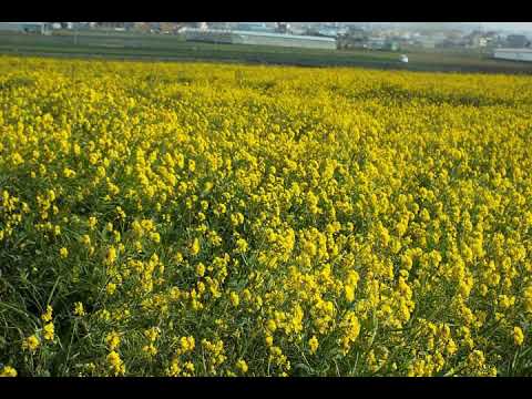 [TJ노래방라운지] 꽃목걸이 - 이영숙