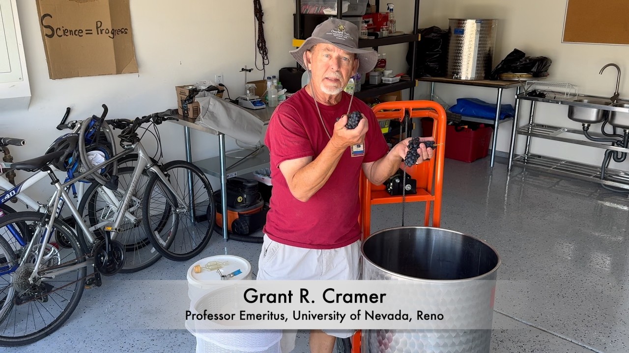 My Backyard Vineyard: First Harvest