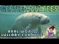 Manatees | Gentle Real‑World Lullaby for Kids | Calm Ocean Video | Encyclopedia Through Songs