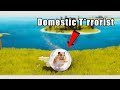 Click This Video if You LOVE BALLS AND DOMESTIC TERROR Click This Video if You LOVE BALLS AND DOMESTIC TERROR