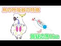 鳥の呼吸器の特徴【質疑応答ライブ】