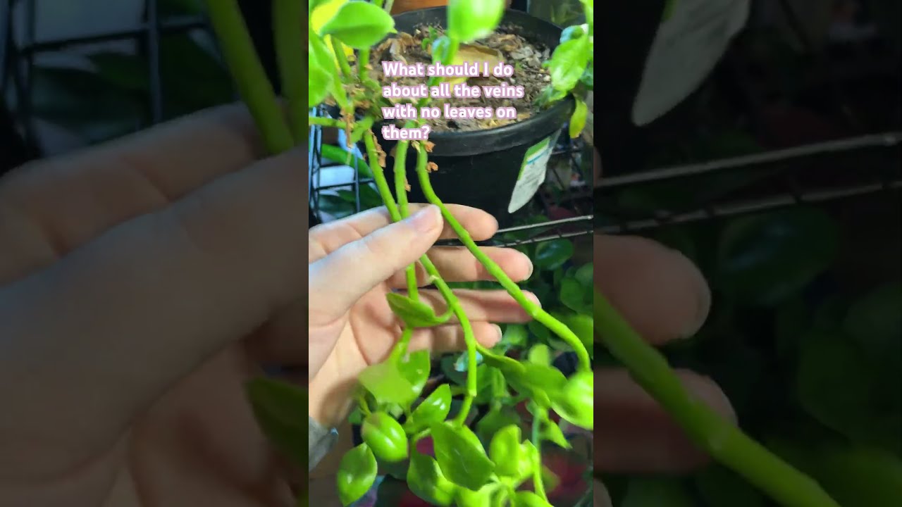 Vines Not Veins Sorry 