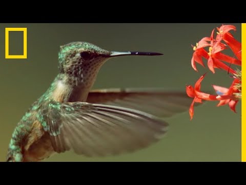 Vidéo: Est-ce que les colibris aiment les monsieurs ?