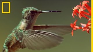 Les prouesses de vol des colibris