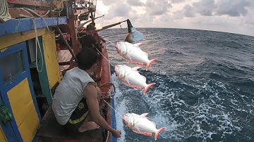 Đi Biển, Câu Cá Trời Sóng |Câu Mực Biển Tây