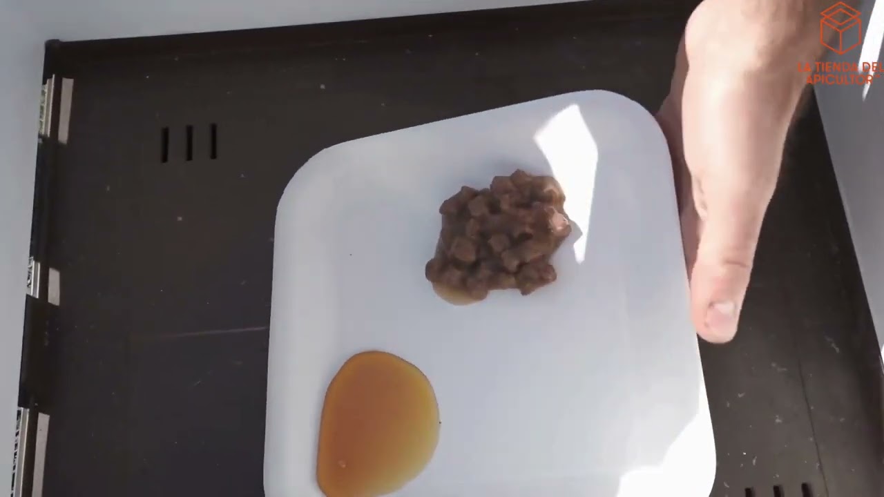 Trampa de embudo avispones asiáticos (velutina y orientalis)