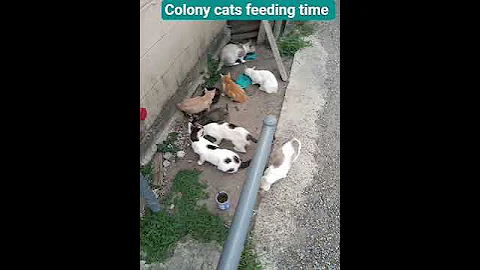 Video 10938891: siamese manx cat, cute manx cat, siamese cat eating, feeding siamese, female siamese cat