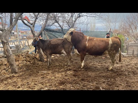 Doğal inek tohumlama inek çiftleşmesi Boğaya gelmiş düvemizi doğal yollarla tohumlamaya çalışıyoruz