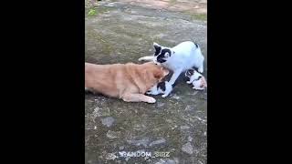 Cats Vs Dog  cats pets