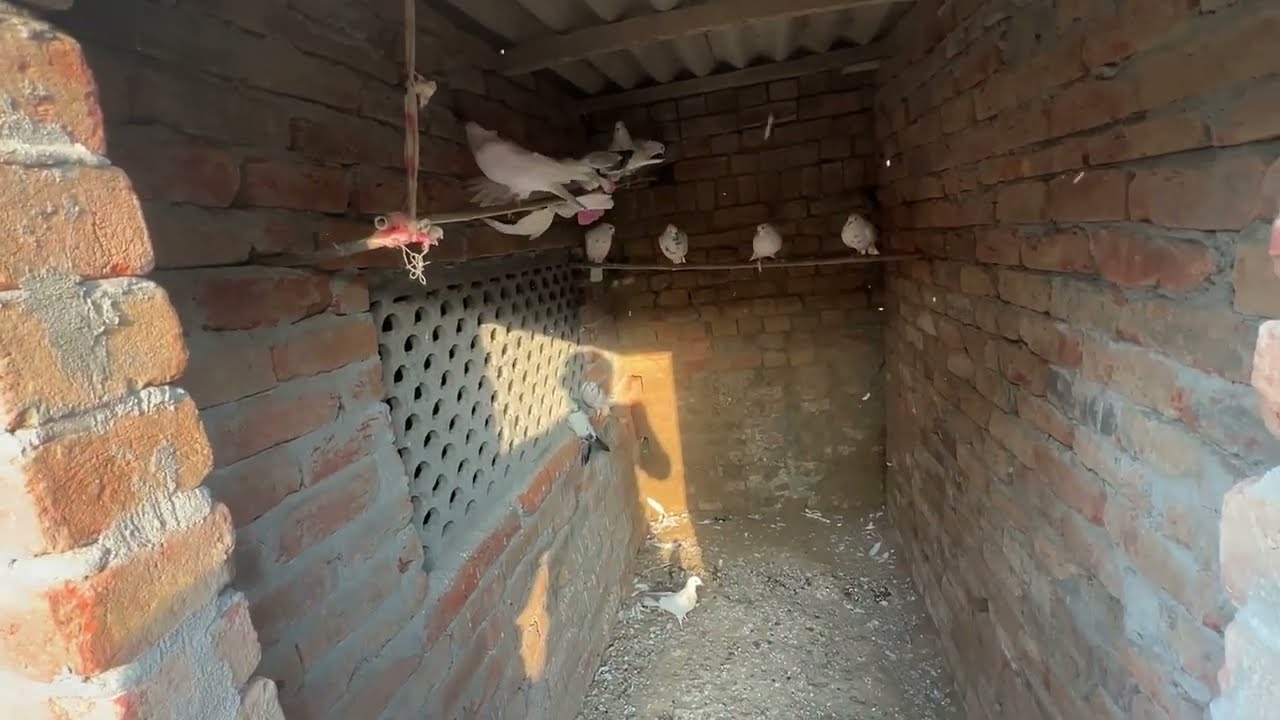 ਅੱਜ ਆਪਾ ਸਵੇਰੇ ਕਬੂਤਰਾ ਨੂੰ ਦਾਣੇ ਆਪ ਪਏ 🕊️॥ ਸਾਮ ਨੂੰ ਹੈਪੀ ਪਉ 🕊️॥ ਮੈਂ ਜਾ ਰਿਹਾ ਭੈਣ ਕੋਲ ॥ ਦੋਖੇ ਵਿਡਿਉ 🙏🏻॥ 