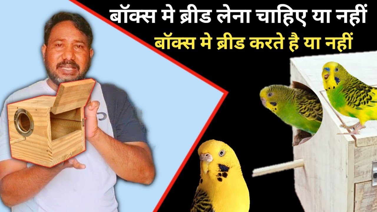 How To Breed Budgies Parrot In Breeding Box // budgies parrot breeding