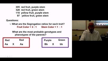 GG   Mendelian Dihybrid Part 2   Example Problems