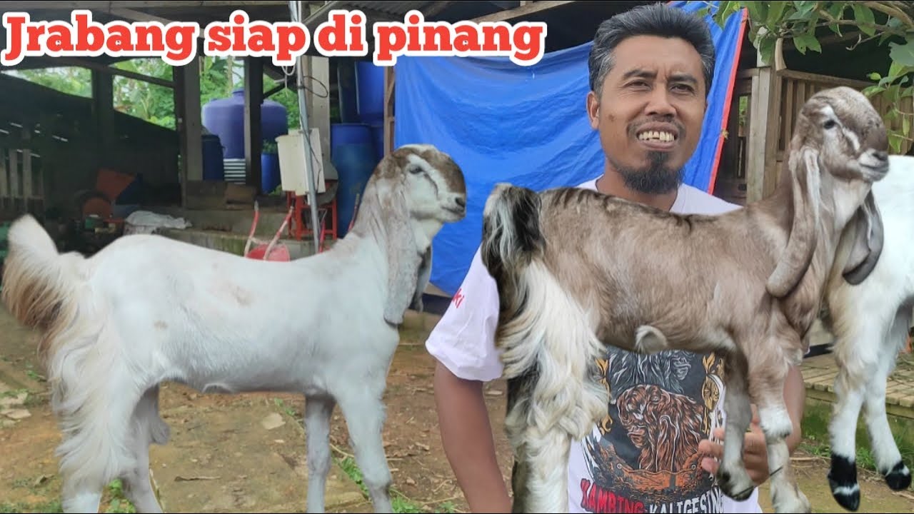 BIBIT JRABANG LUWESAN SIAP DI PINANG, HARGA MULAI 2,5 JT @alekbudisantoso9048 