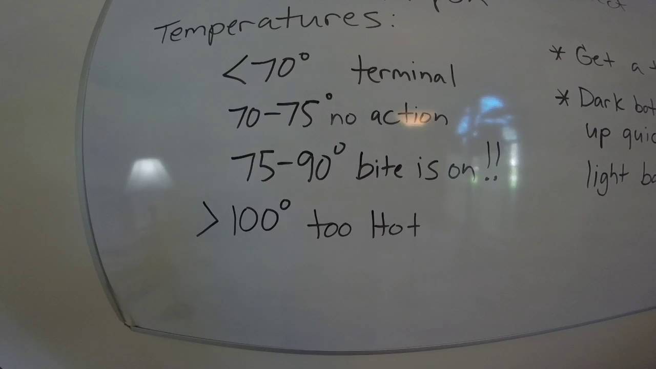 Best water temperature for tarpon fishing Florida YouTube