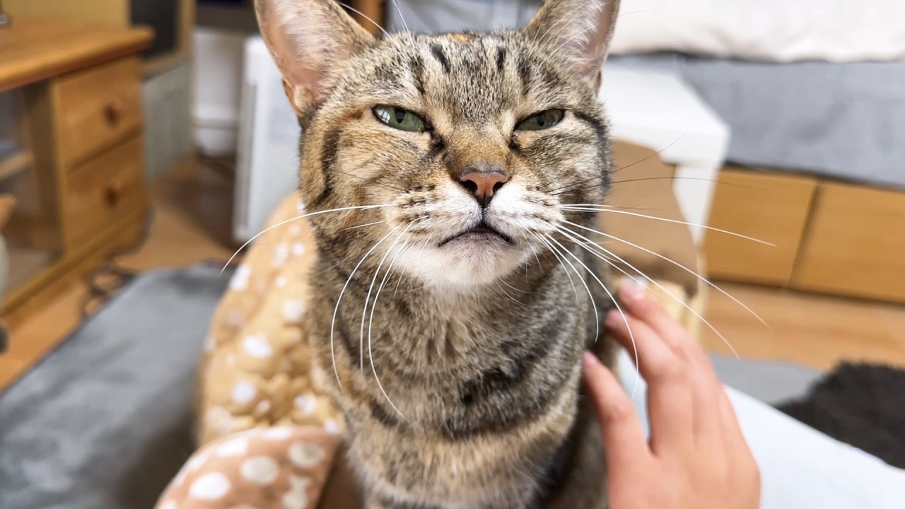 お姉ちゃん大好きな猫が甘えたくてたまらない姿が可愛すきます… - YouTube