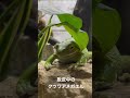 脱皮してるクツワアメガエル