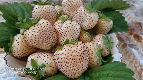 Сорт белой клубники 