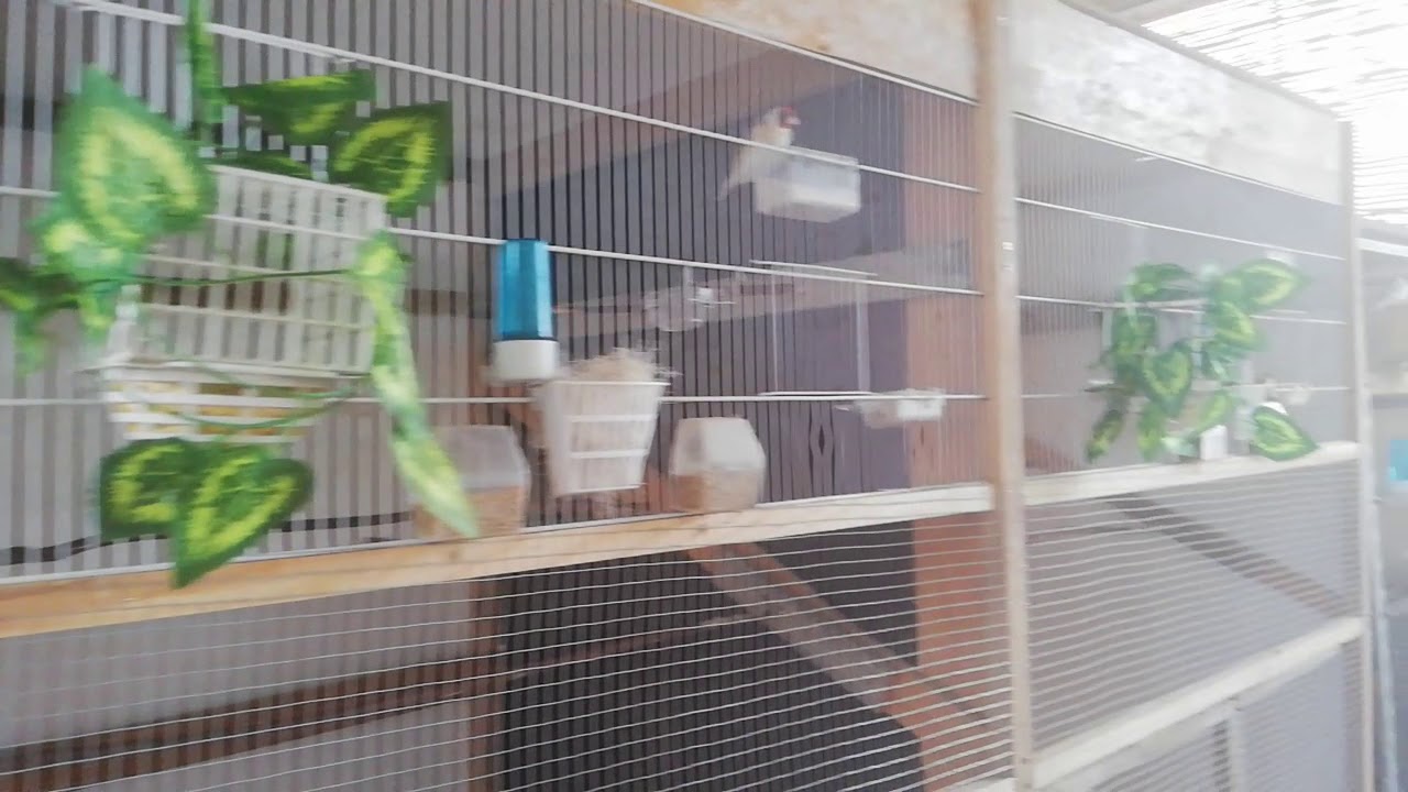 انتاج الحسون موسم 2020